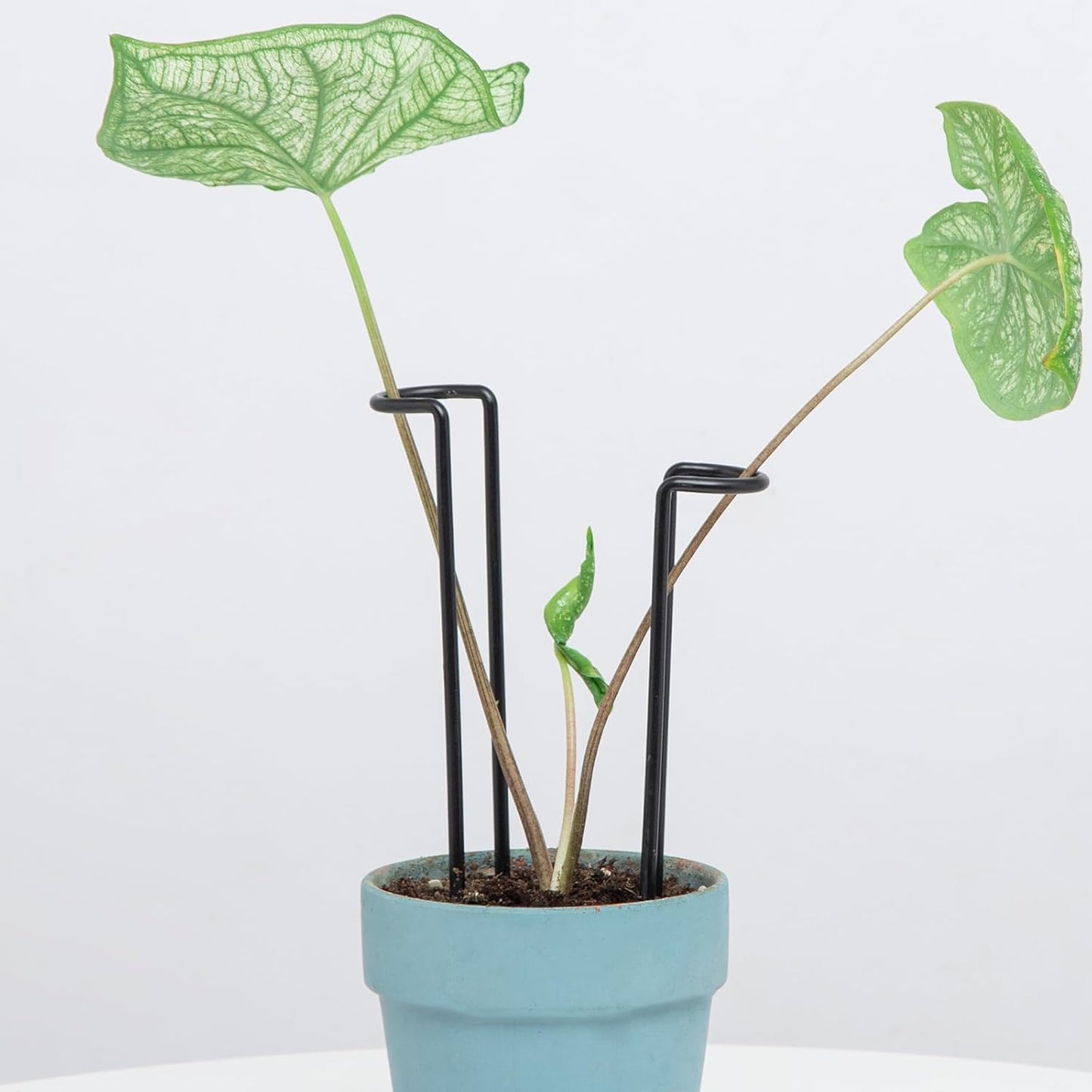 10Pcs Monstera Plant Support - 12" Durable Iron U-Shaped Trellis Stakes