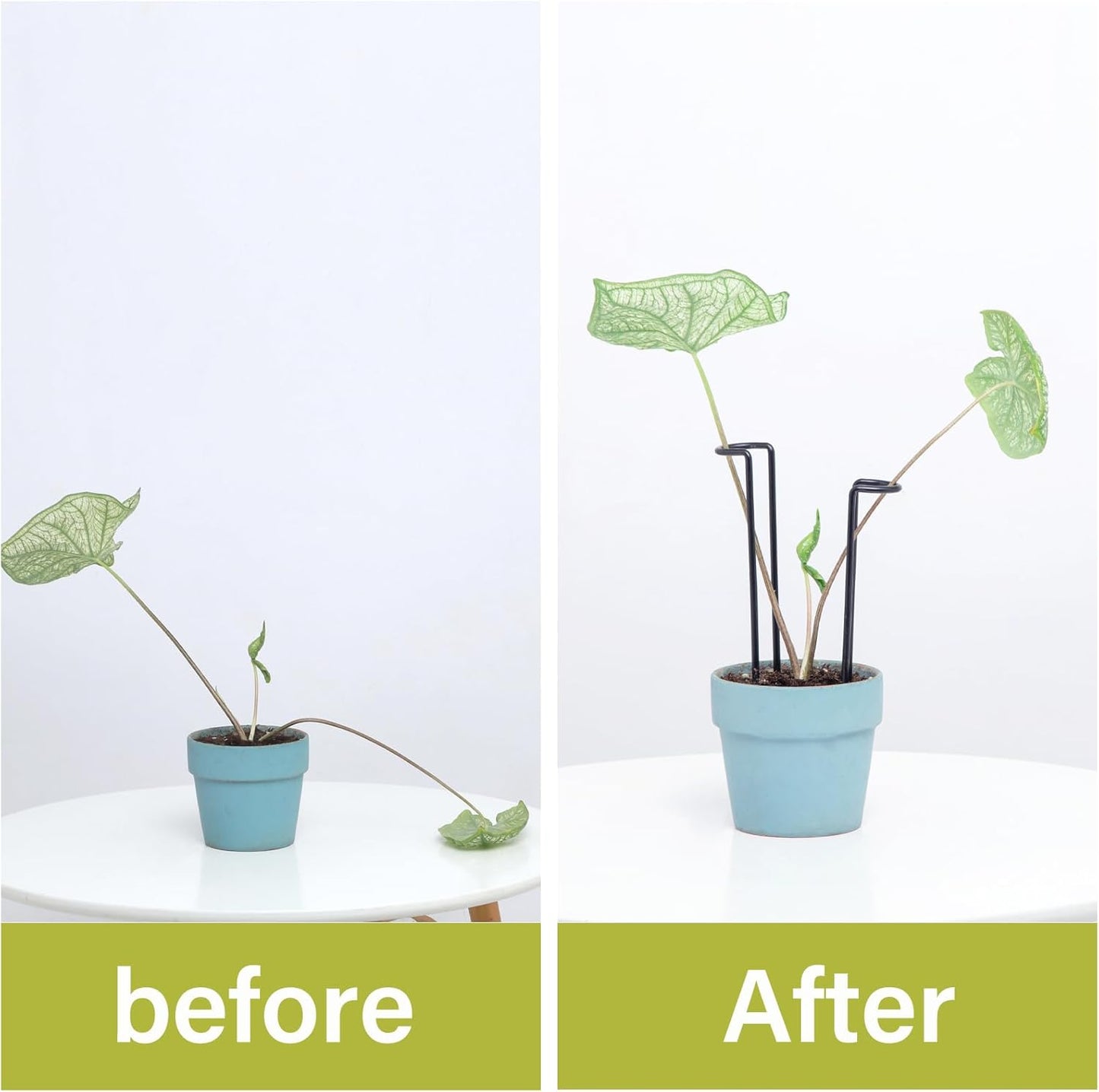 10Pcs Monstera Plant Support - 12" Durable Iron U-Shaped Trellis Stakes