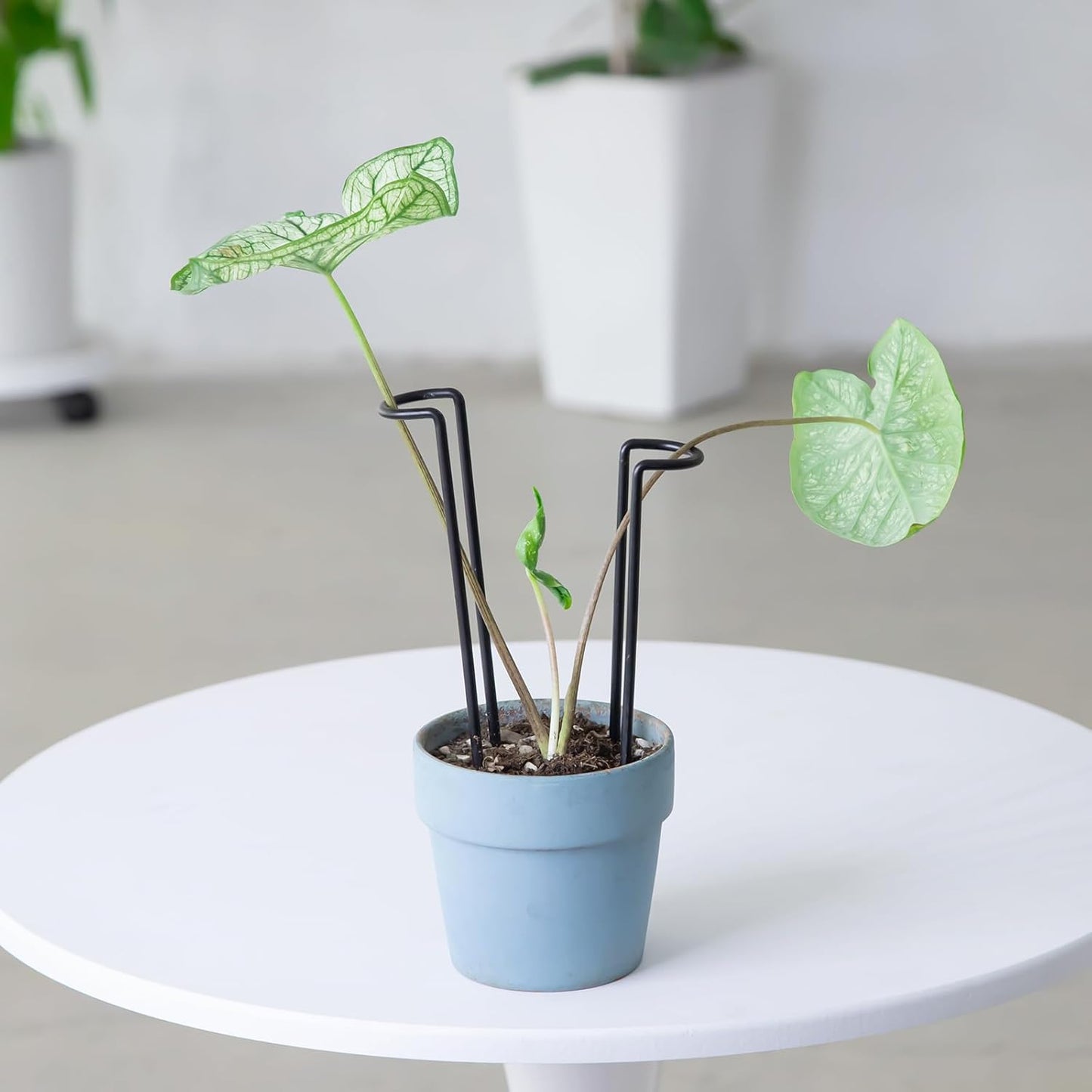 10Pcs Monstera Plant Support - 12" Durable Iron U-Shaped Trellis Stakes
