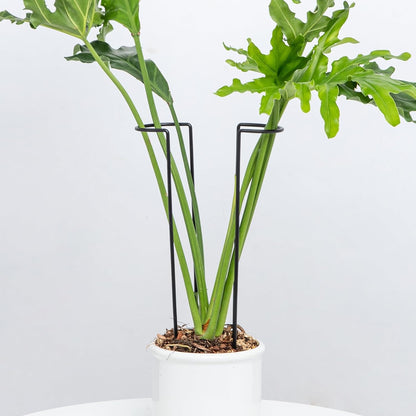 10Pcs Monstera Plant Support - 12" Durable Iron U-Shaped Trellis Stakes