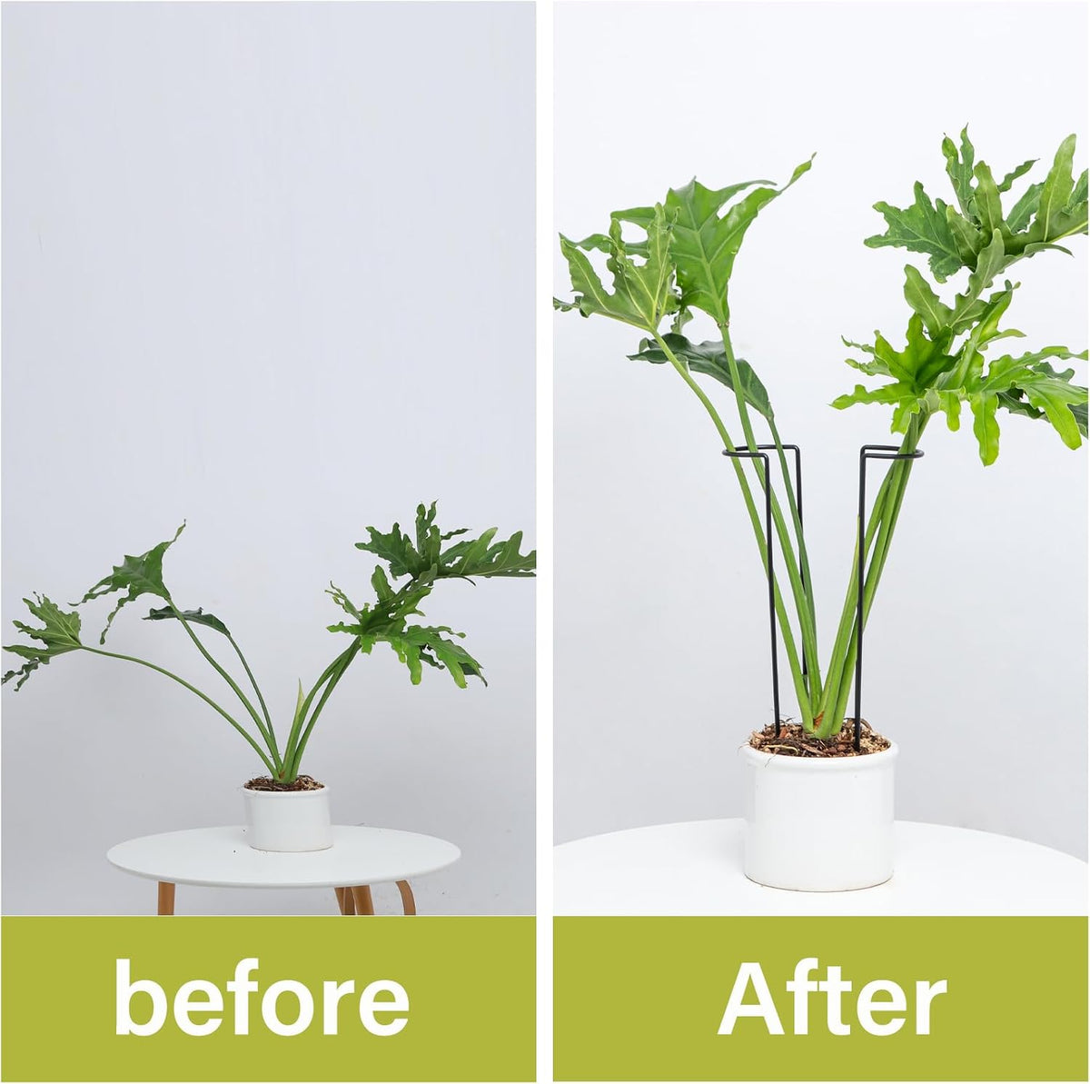 10Pcs Monstera Plant Support - 12" Durable Iron U-Shaped Trellis Stakes