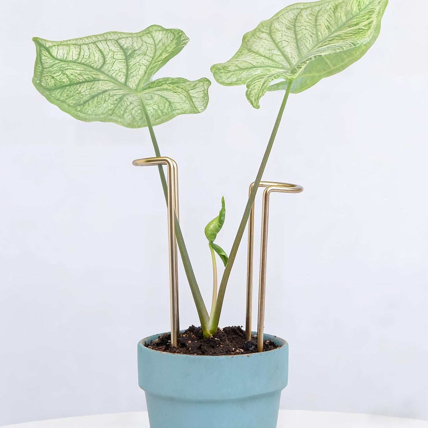 10Pcs Monstera Plant Support - 12" Durable Iron U-Shaped Trellis Stakes