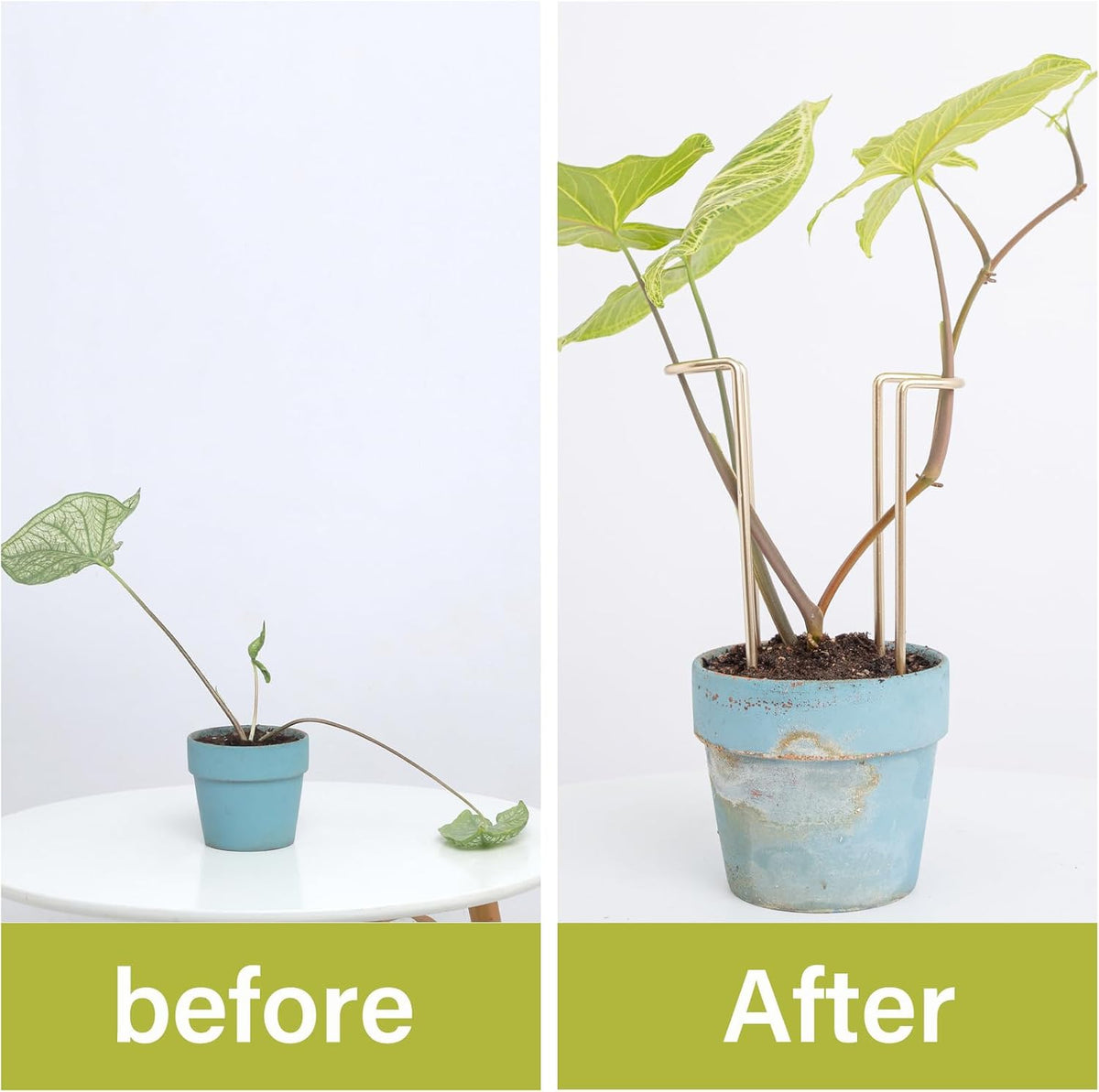 10Pcs Monstera Plant Support - 12" Durable Iron U-Shaped Trellis Stakes