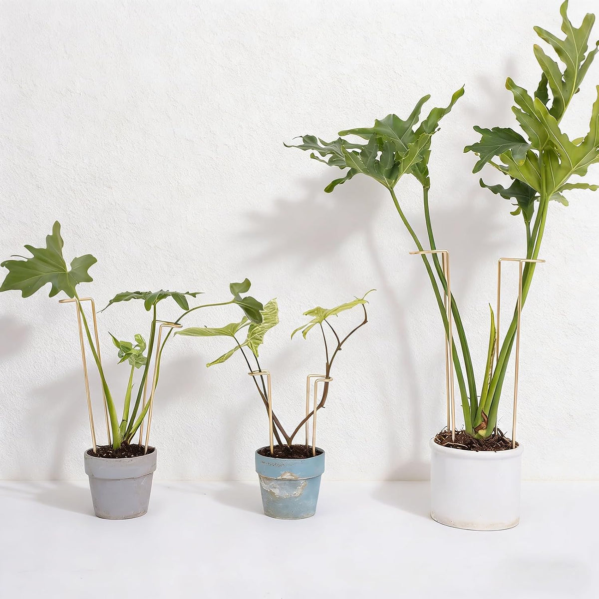 10Pcs Monstera Plant Support - 12" Durable Iron U-Shaped Trellis Stakes