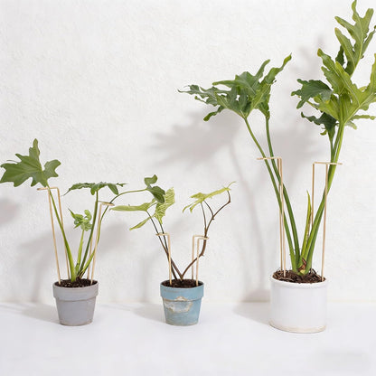 10Pcs Monstera Plant Support - 12" Durable Iron U-Shaped Trellis Stakes