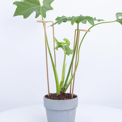 10Pcs Monstera Plant Support - 12" Durable Iron U-Shaped Trellis Stakes