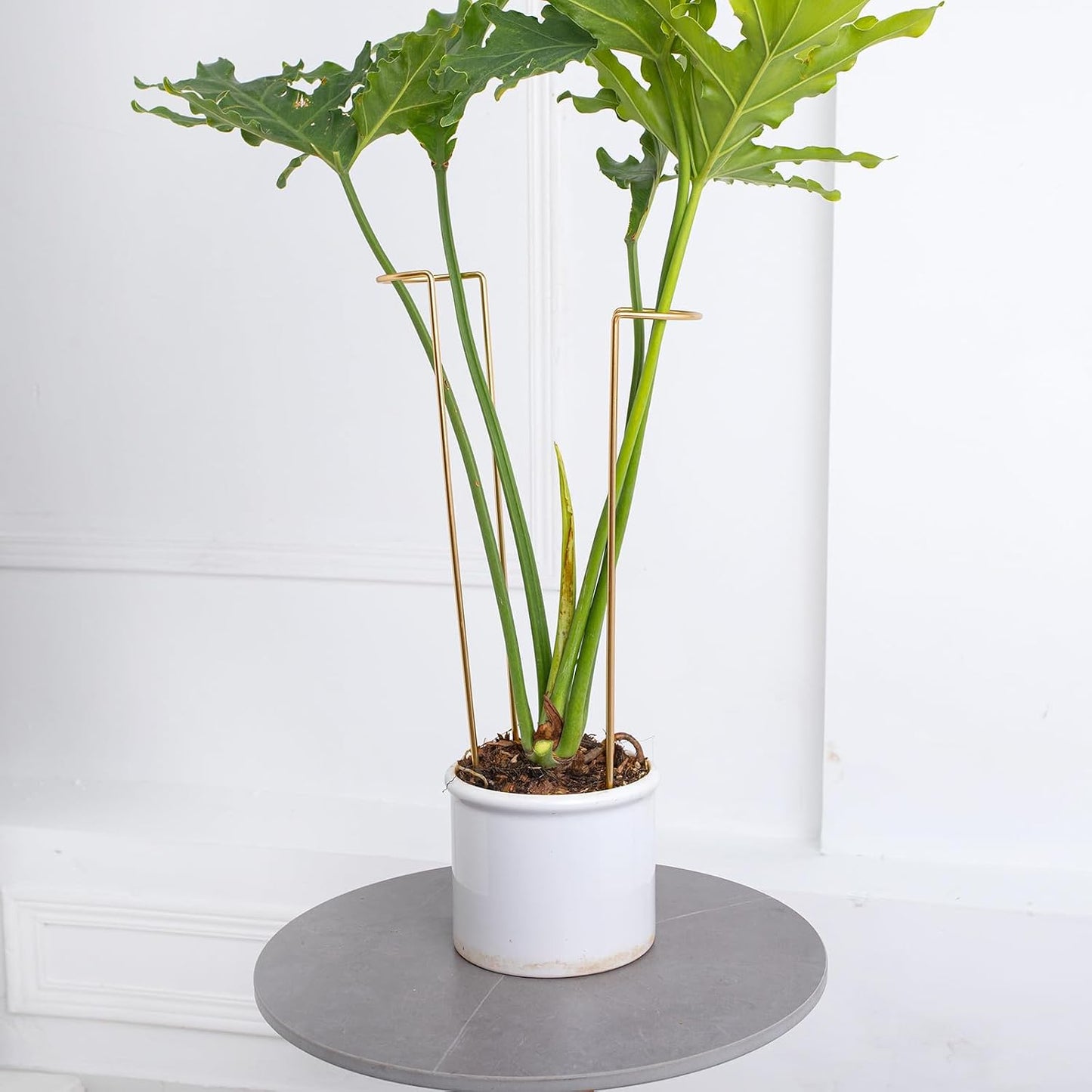 10Pcs Monstera Plant Support - 12" Durable Iron U-Shaped Trellis Stakes