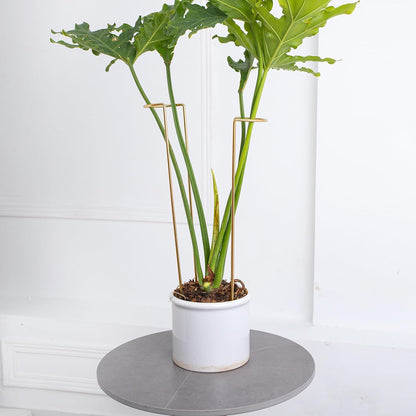 10Pcs Monstera Plant Support - 12" Durable Iron U-Shaped Trellis Stakes