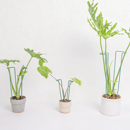 10Pcs Monstera Plant Support - 12" Durable Iron U-Shaped Trellis Stakes