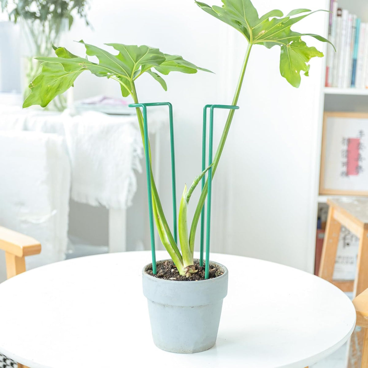 10Pcs Monstera Plant Support - 12" Durable Iron U-Shaped Trellis Stakes