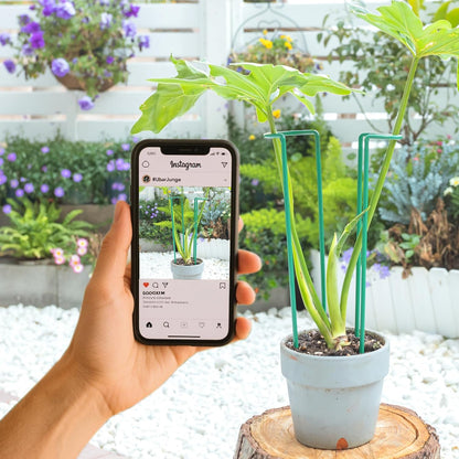 10Pcs Monstera Plant Support - 12" Durable Iron U-Shaped Trellis Stakes