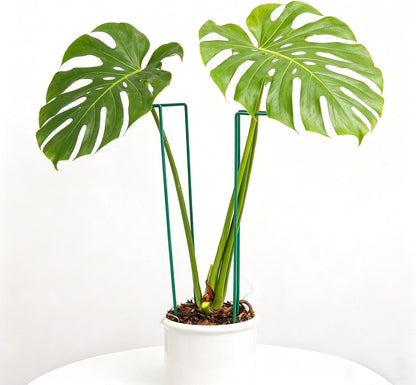 10Pcs Monstera Plant Support - 12" Durable Iron U-Shaped Trellis Stakes