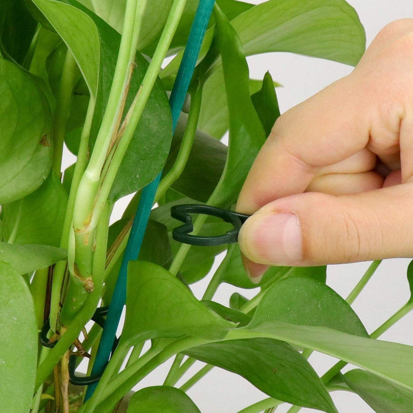 100 Pcs Plant Clips for Climbing Plants Garden Clips Plant Support Clips for Tomato Gardening Clips Vegetable Clips for Support for Securing Plants