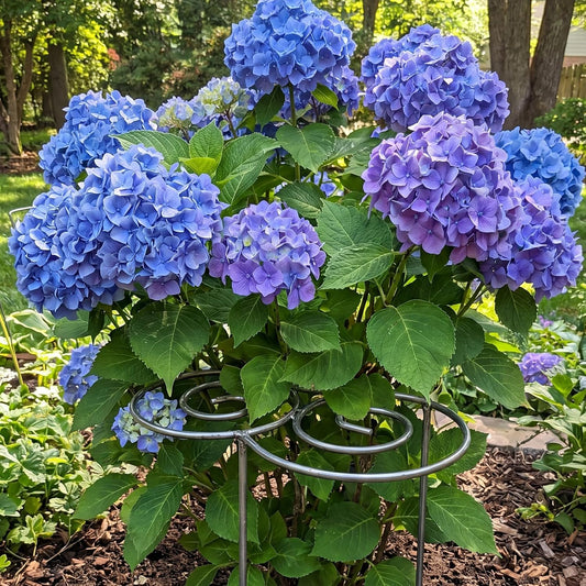 Peony Cages and Supports, Grow Through Plant Support, 3 Size Metal Flower Support Rings, Outdoor Garden Peonies Cages for Vegetables, Roses, Tomatoes (M)