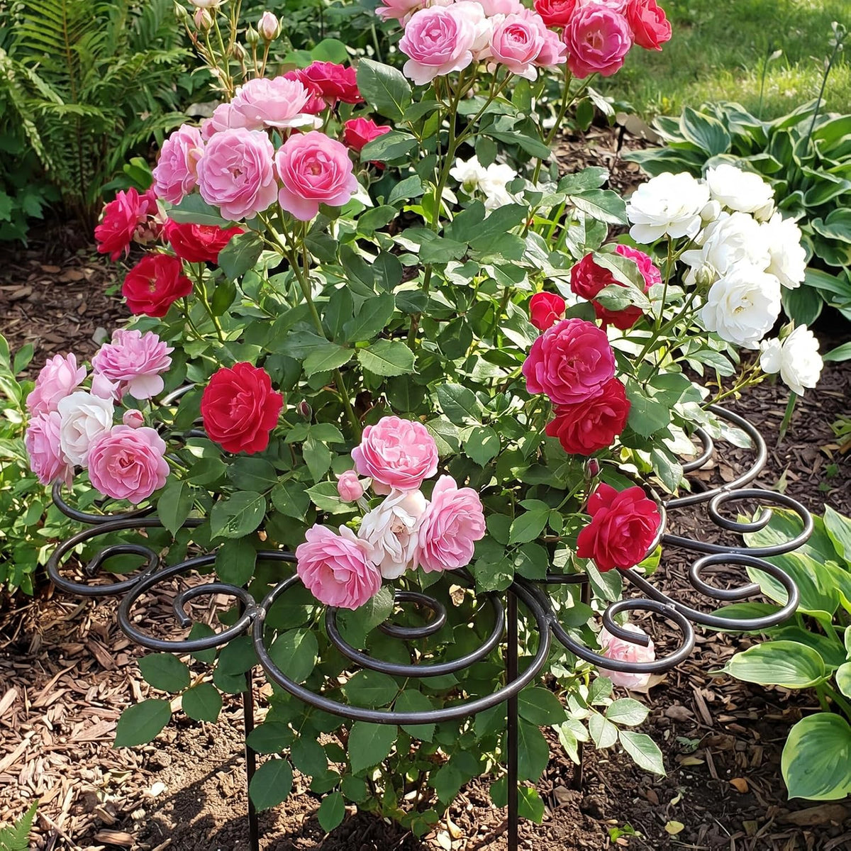 Peony Cages and Supports, Grow Through Plant Support, 3 Size Metal Flower Support Rings, Outdoor Garden Peonies Cages for Vegetables, Roses, Tomatoes (M)