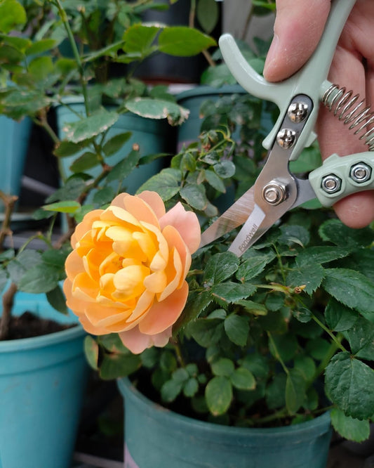 6" Small Pruning Shears Garden Scissors for Indoor Plants Trimming