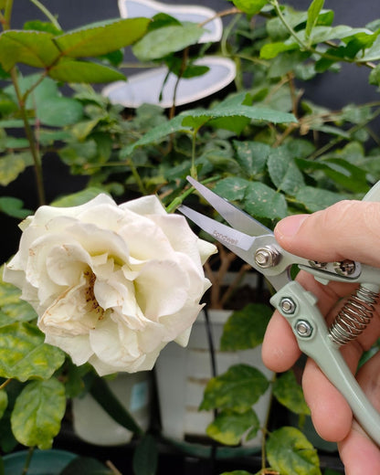 6" Small Pruning Shears Garden Scissors for Indoor Plants Trimming