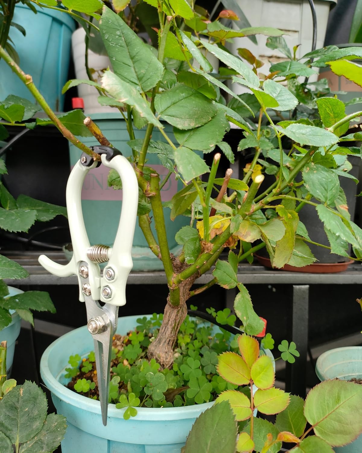 6" Small Pruning Shears Garden Scissors for Indoor Plants Trimming