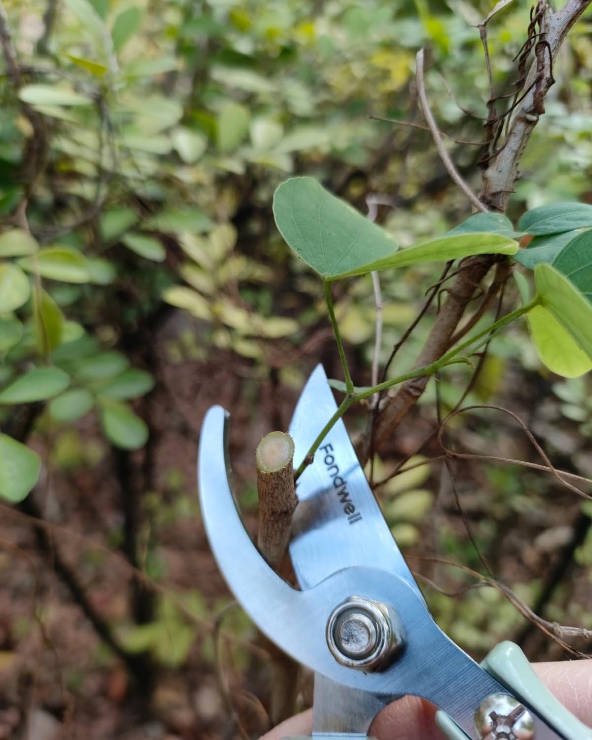 6" Small Pruning Shears Garden Scissors for Indoor Plants Trimming