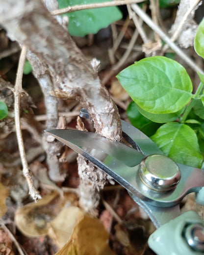 6" Small Pruning Shears Garden Scissors for Indoor Plants Trimming