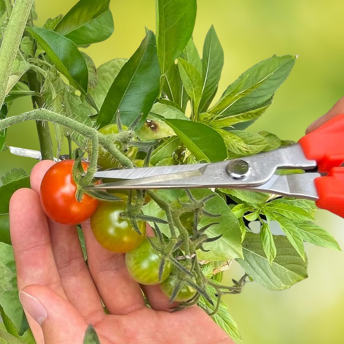CHIKAMASA TP-530S Professional gardening shears/scissors for harvesting vegetables, fruit, trimming plants and excellent for small stem-thinning inside closed spaces.