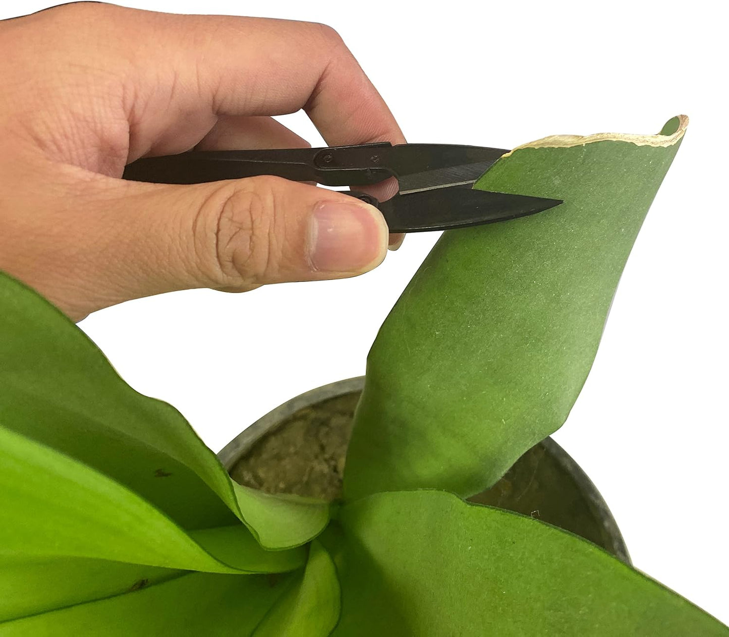 (R) Bonsai Scissors Trimmers Pruner Pruning for Bud and Leaves Trimming Scissors for Plants, Flowers 6 PCS