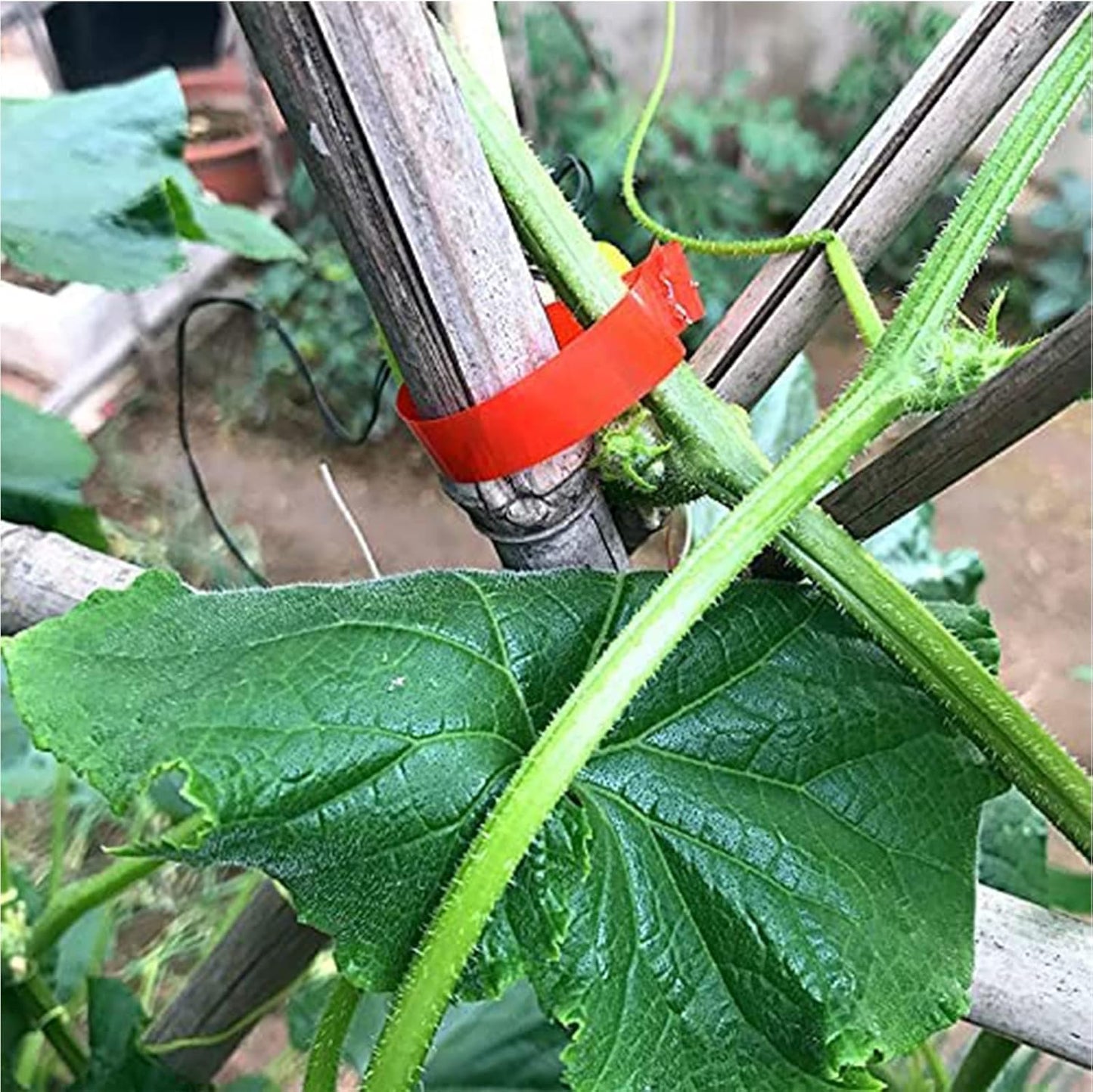 Plant Tying Machine,Plant Vine Tying Machine Tool with 10000pcs Staples 20 Rolls Tape Plant Tape Gun for Grapes,Raspberries,Tomatoes,and Vining Vegetables Tying Tool （Black）
