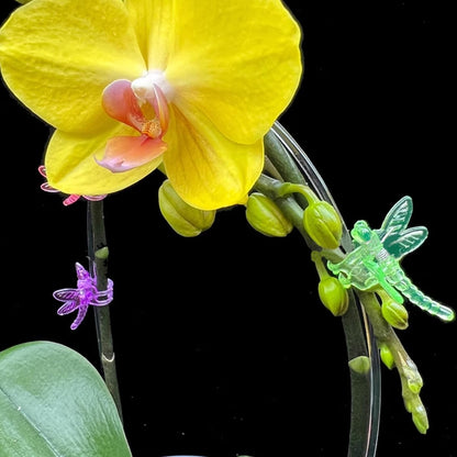 70PCS Orchid Support Clips - Dragonfly Plant Clips for Orchids, Vines & Flowers