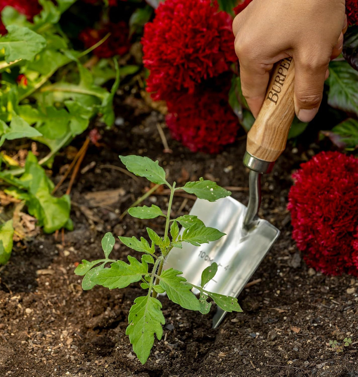 15" Stainless Steel Soil Scoop | Durable Long Lasting Garden Tool | Leather Wrist Strap 5" Handle, Oak
