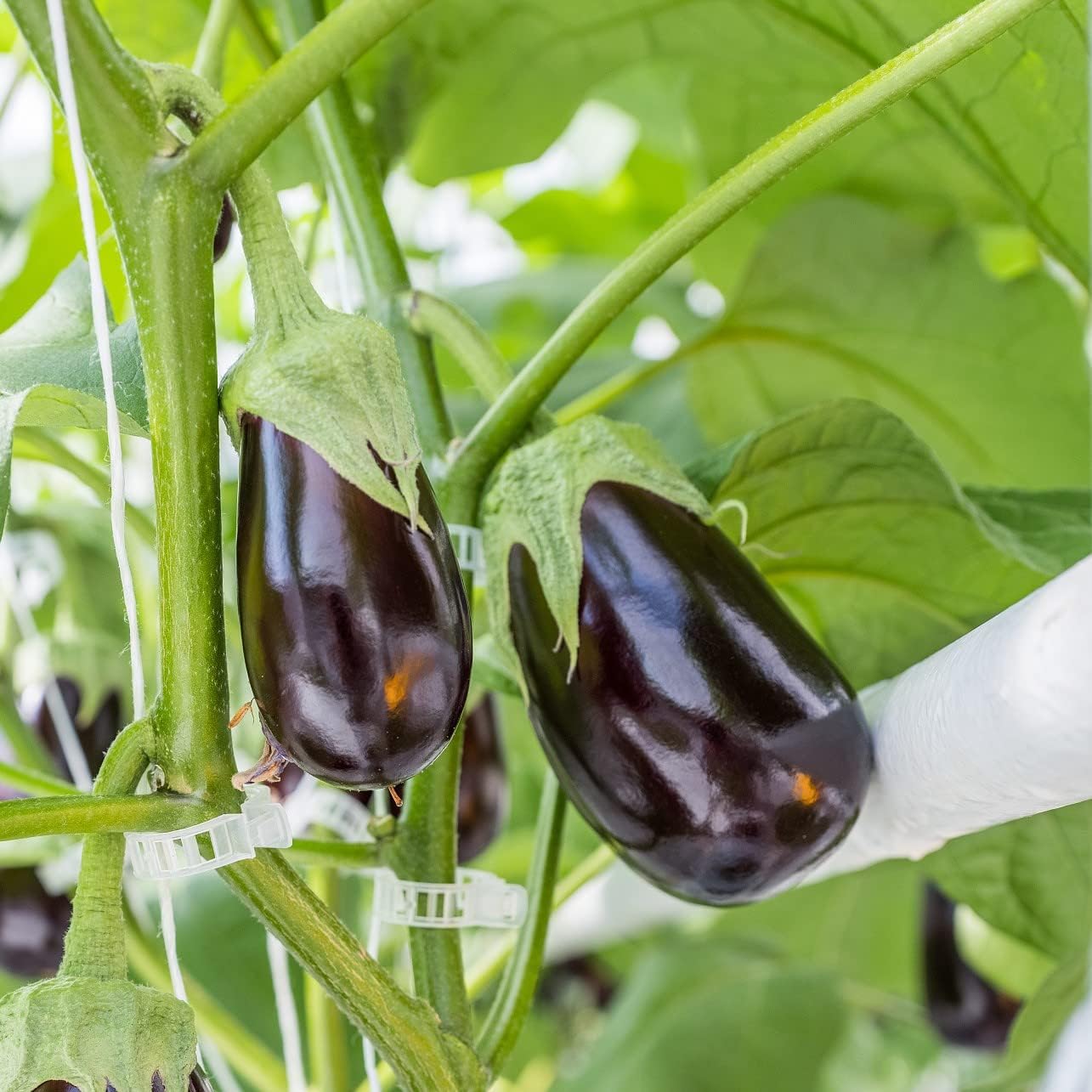 ® 300Pcs Tomato Clips, Plastic Trellis Clips, Plant Support Clips, Grape Vine Tomato Vine Vegetables Plants Garden Support Clips to Grow Upright Makes Plants Healthier