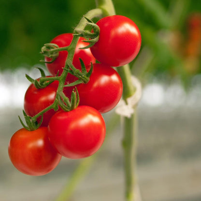 ® 300Pcs Tomato Clips, Plastic Trellis Clips, Plant Support Clips, Grape Vine Tomato Vine Vegetables Plants Garden Support Clips to Grow Upright Makes Plants Healthier