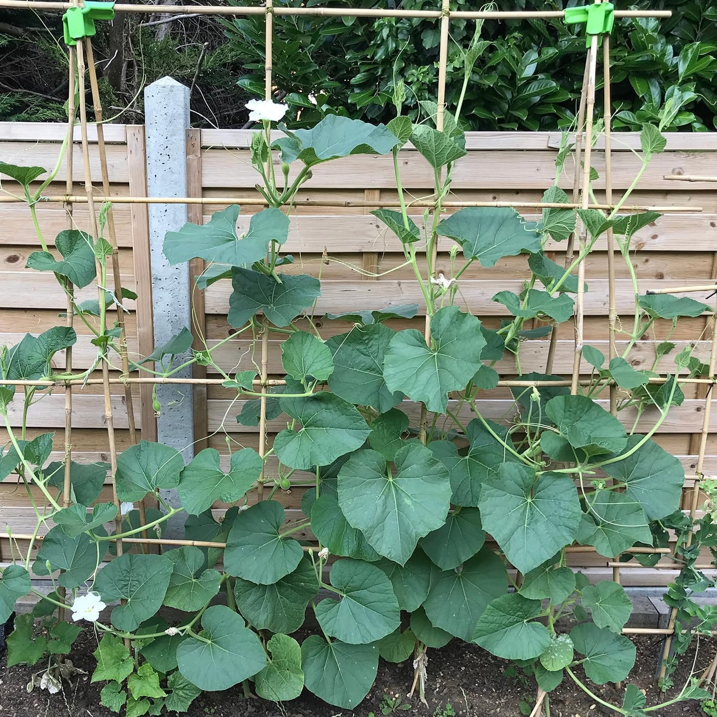 Plant Stakes 4FT, Natural Bamboo Stakes, 25Pcs Sturdy Bamboos Garden Stakes