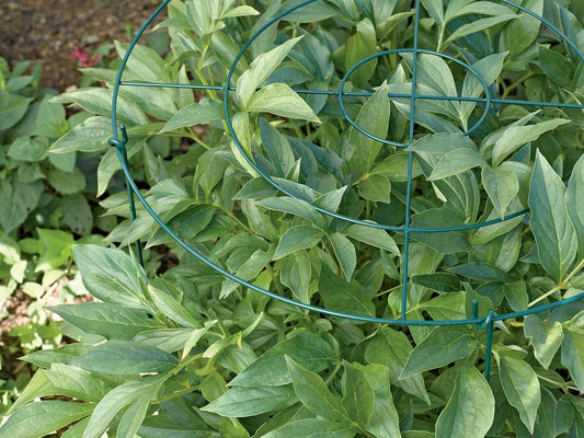 Grow Through Plant Support | Sturdy Metal Support Frame for Peonies, Roses Flower Garden Cage | Wide Top Rings Bouquet Shape |18" D X 24" H (Set of 3)