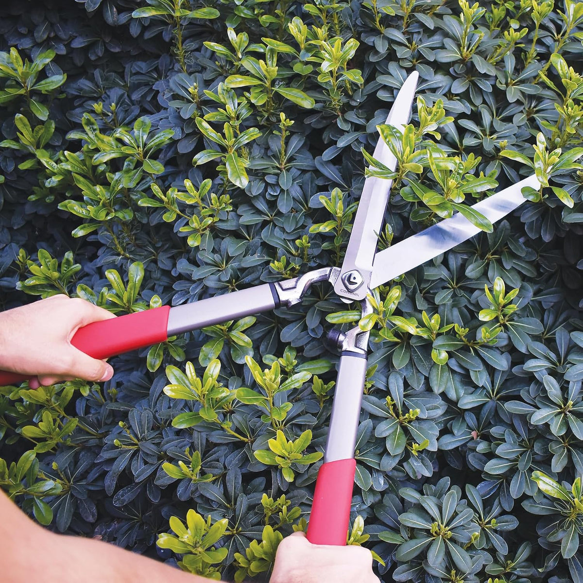 Corona HS15150 ClassicCUT Hedge Shears, 10-Inch, Red