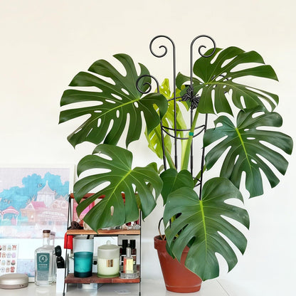 32.6in Monstera Plant Support Trellis for Indoor Plants, 2P