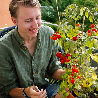 Tomato Clips for Climbing Plants 100 Pack Clear Reusable Plastic