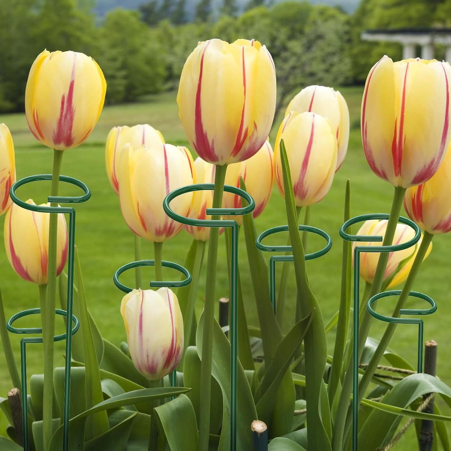24 in Plant Stakes, 12 Pack Garden Plant Support Stakes(12" or 24")