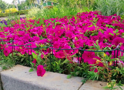 12 Pack 13.8 Inch High Plant Stake,Garden Plant Support,Half-Round Peony Cage Plant Ring Hoop