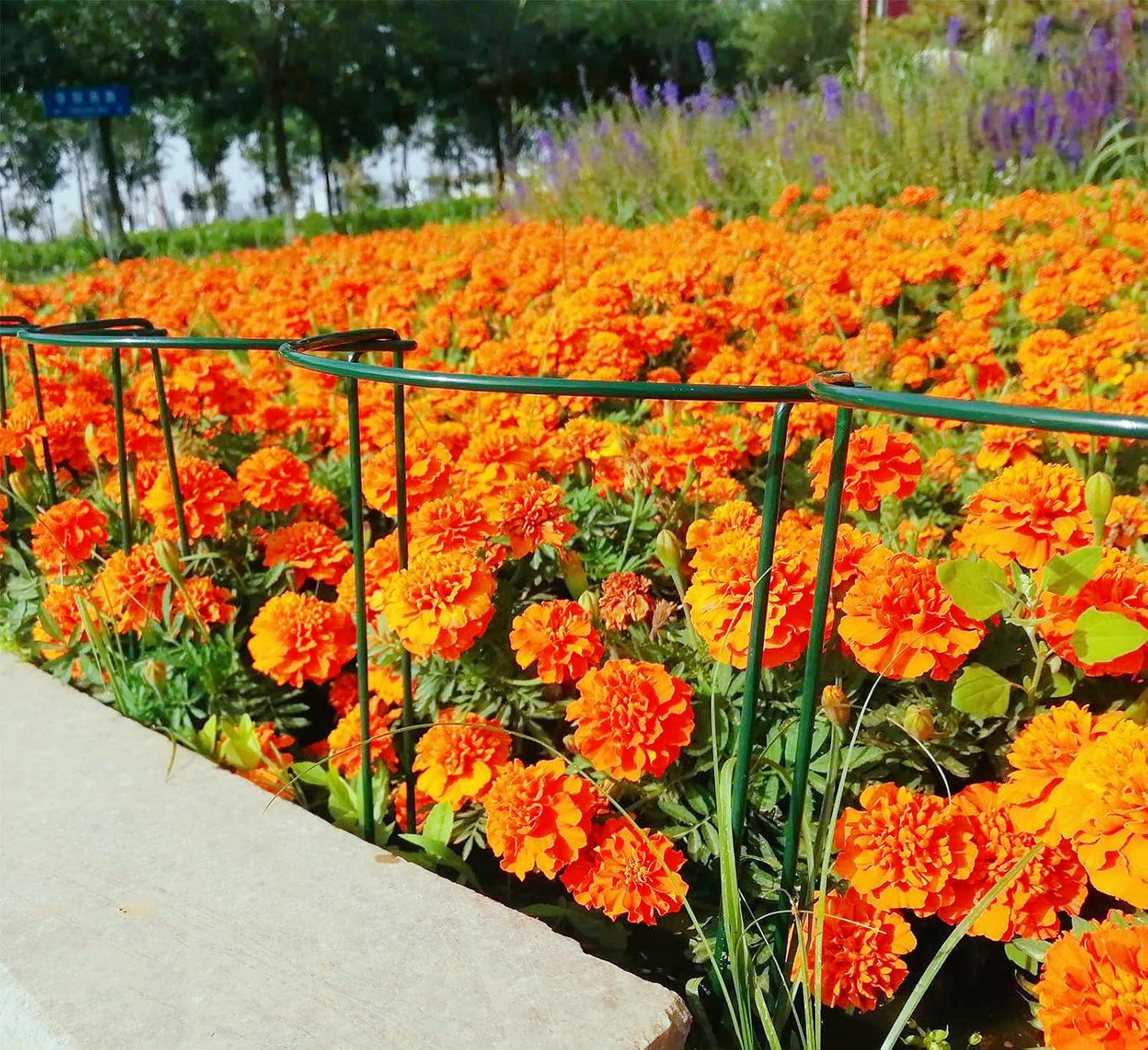 12 Pack 13.8 Inch High Plant Stake,Garden Plant Support,Half-Round Peony Cage Plant Ring Hoop