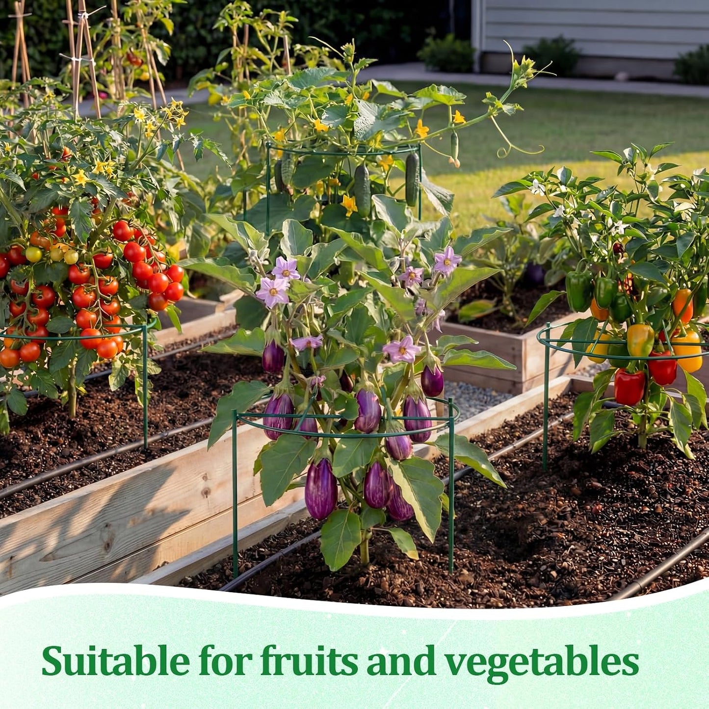2 Pcs 24" H x 20" D Large Peony Cage and Support Grow Through Plant Supports Round Garden Flower Stake Plants Ring Hoop for Outdoor Floral Tomato Vegetable Improve Planting Success Rate