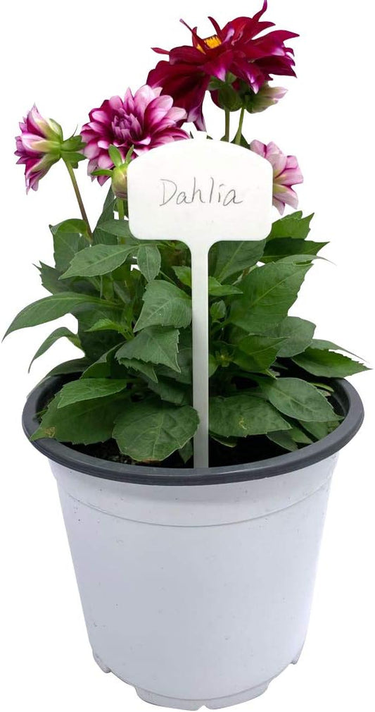 Durable Extra Thick T-Style Plastic Plant Labels Nursery Garden Labels Pot Plant Marker Garden Stake Tags - 20 pcs (8 in x 2.6 in)