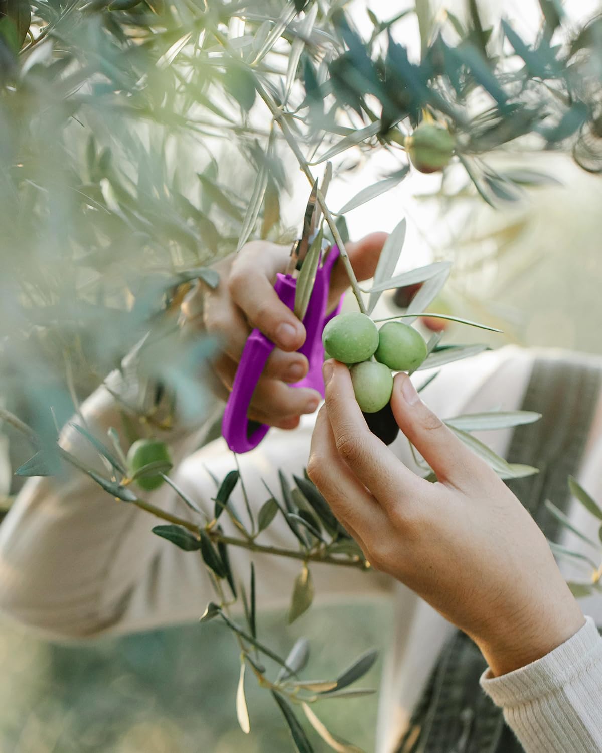 Flower Scissors - 4 Pcs Stainless Steel Flower Shears, Garden Plant Floral Shears for Fresh Flowers Stems (Blue, Green, Pink, Violet)
