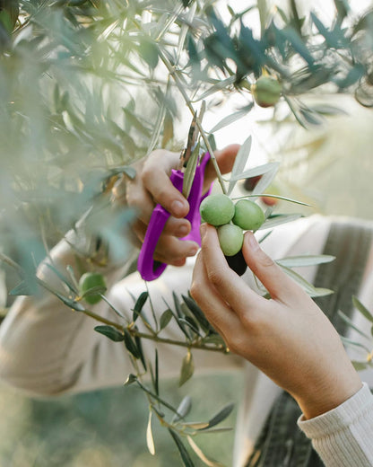 Flower Scissors - 4 Pcs Stainless Steel Flower Shears, Garden Plant Floral Shears for Fresh Flowers Stems (Blue, Green, Pink, Violet)