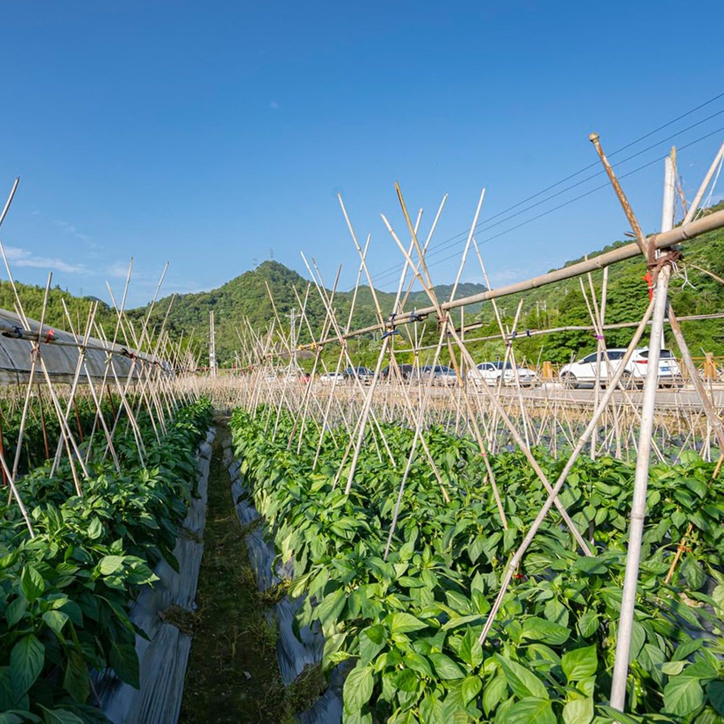 [32 Pcs] Garden Stakes, 18 Inches Natural Bamboo Plant Stakes, Plant Support Stakes with Twist Ties, Bamboo Sticks for Tomatoes, Beans, Flowers, Potted Plants, Indoor and Outdoor Climbing Plants