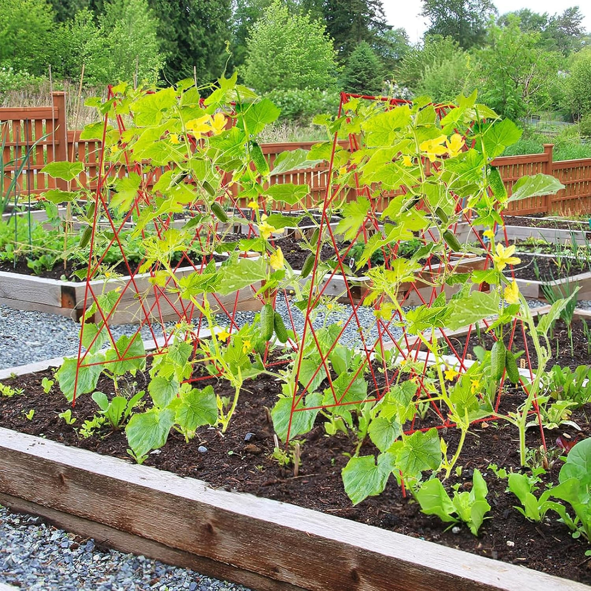 Cucumber Trellis 2 Pack, 59" H Foldable A-Frame Garden Trellis