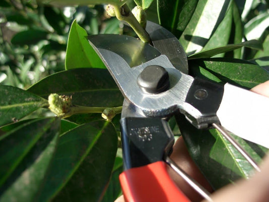 101 7-inch Bypass Pruners, Small (One Pack)