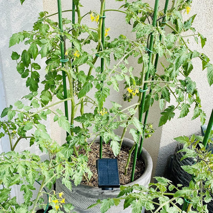 Garden Stakes, 57 Inch (Approx 5Ft) Steel Plant Tomato Stakes, 25 Pack