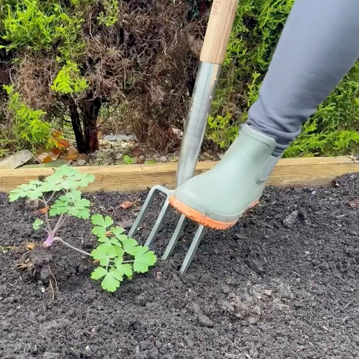Traditional Stainless Steel Border Fork, Durable Heavy Duty Garden Tool, Ideal for Aerating Weeding and Digging, Comfortable Wooden Handle