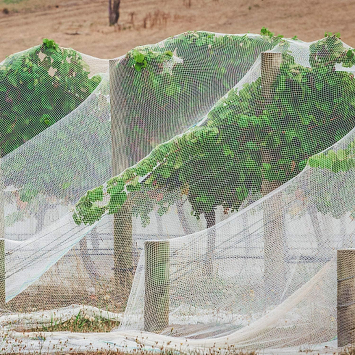 1N 6 x 7 Feet Insect Bird Barrier Netting Mesh with Drawstring, Garden Bug Netting Plant Cover for Protect Plant Fruits Flower from Insect Bird Eating
