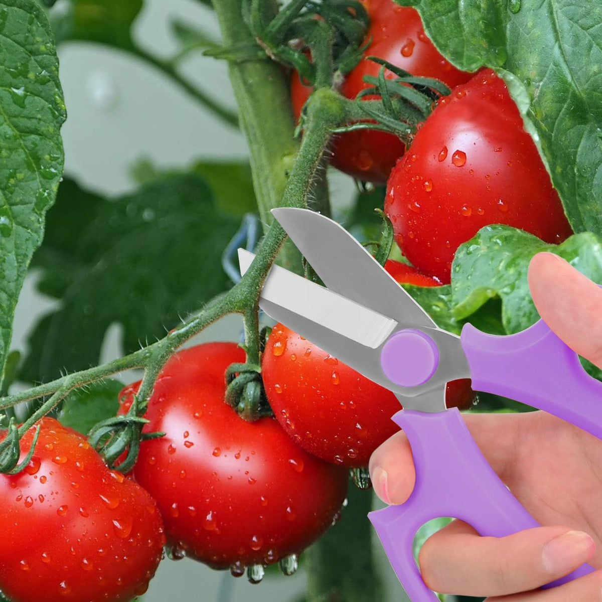 Flower Scissors, Premium Steel Garden Pruning Shears, Pink